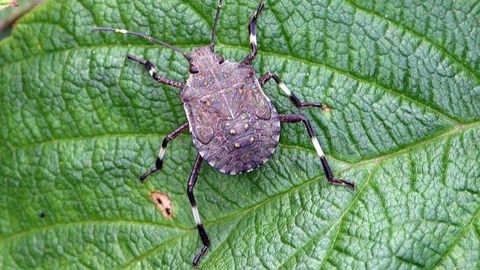Originaire d’Asie orientale, la punaise diabolique a été introduite en Amérique et en Europe, où elle est considérée comme un ravageur des cultures. © Gary Bernon, USDA APHIS, Bugwood.org 
